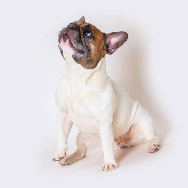 istock french bulldog breed dog 1276929029