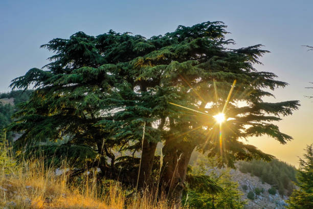 レバノンの杉 - lebanon landscape nature famous place ストックフォトと画像