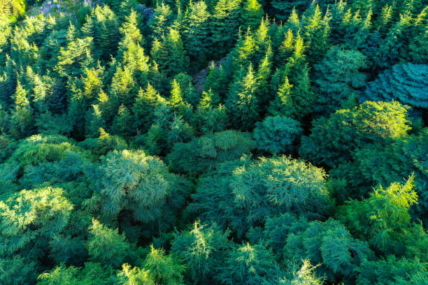 レバノンの杉 - lebanon landscape nature famous place ストックフォトと画像