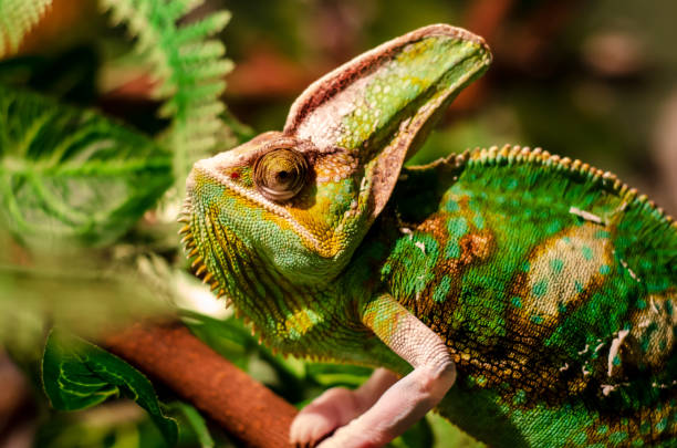 istock The veiled chameleon (Chamaeleo calyptratus). Other common names include cone-head chameleon and Yemen chameleon. 1276929527