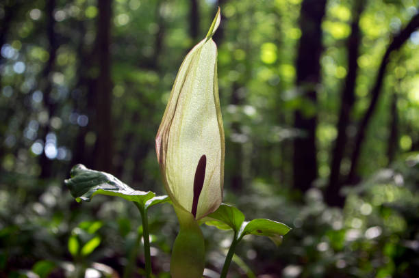 arum maculatum snakehead fiore in fiore, fioritura bianca arum giglio selvatico - spadice foto e immagini stock