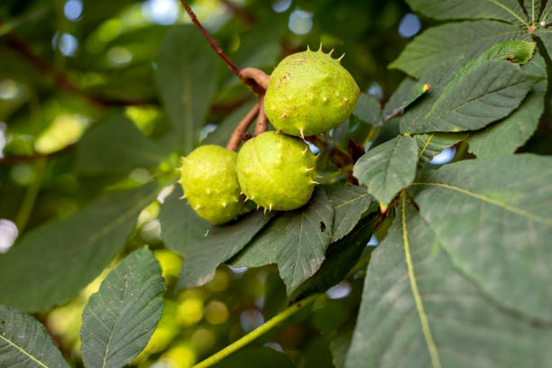 istock Close up green chestnut fruit on a tree. 1276930638