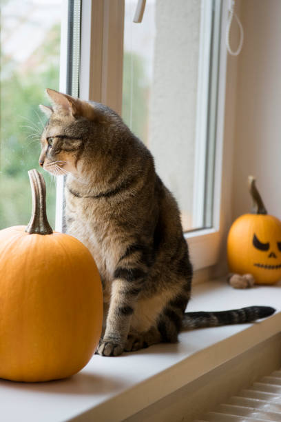 istock One domestic tomcat sitting on windowsill and waiting for halloween celebration with two winter pumpkins, painted frightening Ja 1276930656