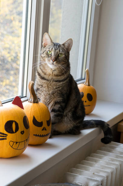 un tomcat domestico seduto sul davanzale della finestra e in attesa della celebrazione di halloween con due zucche invernali, dipinto spaventoso ja - domestic cat undomesticated cat window house foto e immagini stock