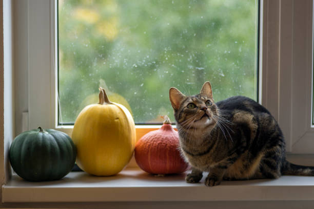 istock One domestic tomcat sitting on windowsill and waiting for halloween celebration with two winter pumpkins, painted frightening Ja 1276930663