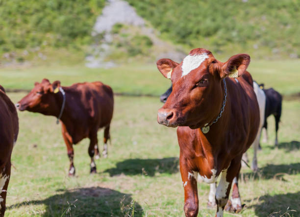 istock Close up of a group of cows. 1276930712