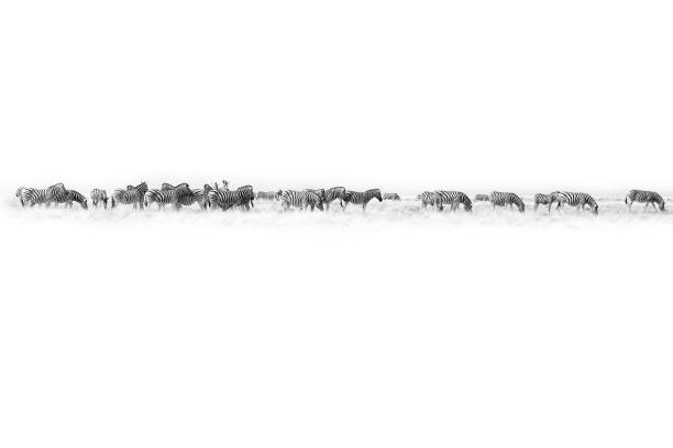 istock Zebras herd on white background isolated, black and white art border, striped animal pattern, african wild nature landscape, monochrome wallpaper, decorative ornament, frame, banner design, copy space 1276931642