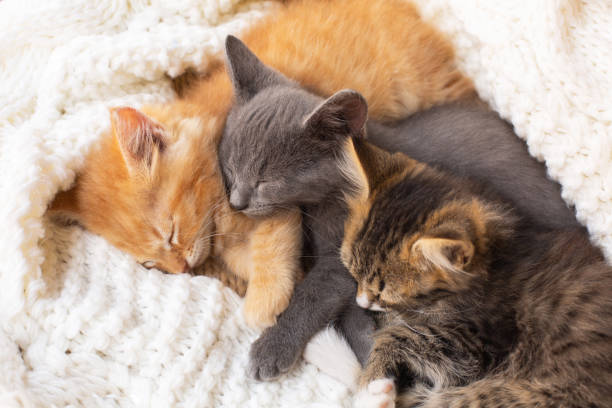 istock Three Cute tabby kittens sleeping and hugging on white knitted scarf. 1276932660
