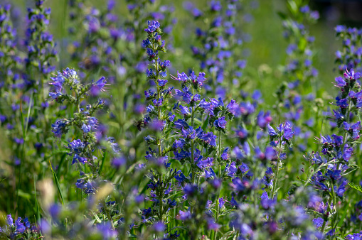Echium vulgare vipers bugloss blueweed wild flowering plant, group of blue flowers in bloom on tall flowers stem