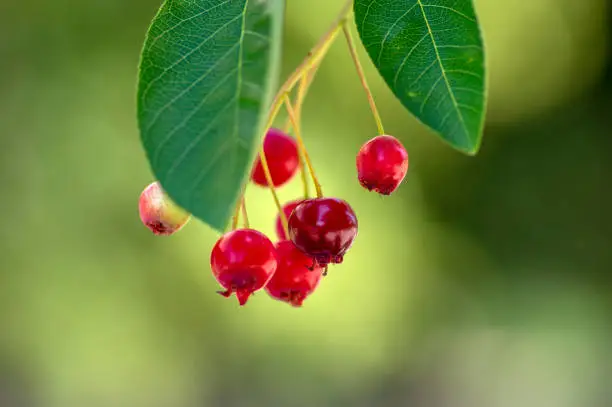 Photo of Amelanchier lamarckii ripe and unripe fruits on branches, group of berry-like pome fruits called serviceberry or juneberry