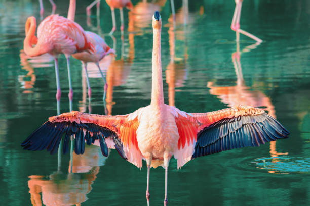 istock Pink flamingo spread its beautiful wings. 1276933200