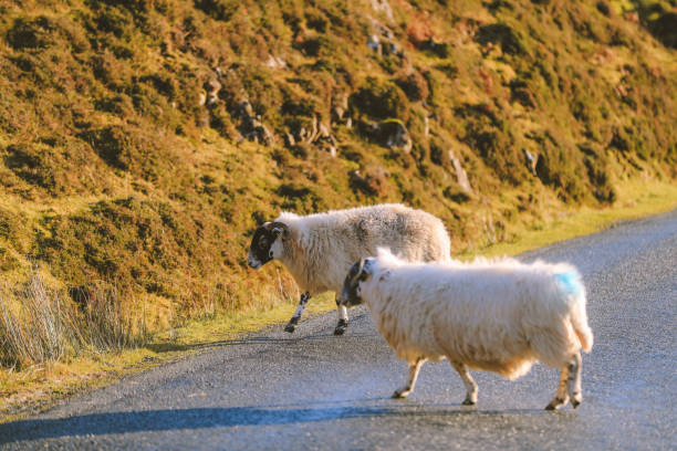 istock Sheep in the pasture 1276933328