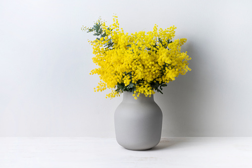 A beautiful flower arrangement of Australian native yellow wattle/acacia flowers in a grey vase on a white table with a white background. Know as Acacia baileyana or Cootamundra wattle.