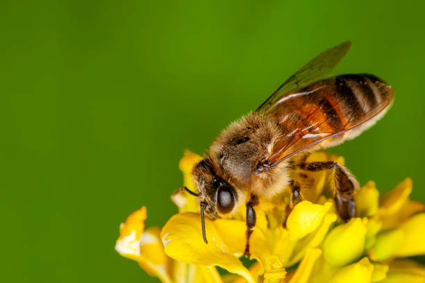 istock Beautiful  Bee macro in green nature 1276934339