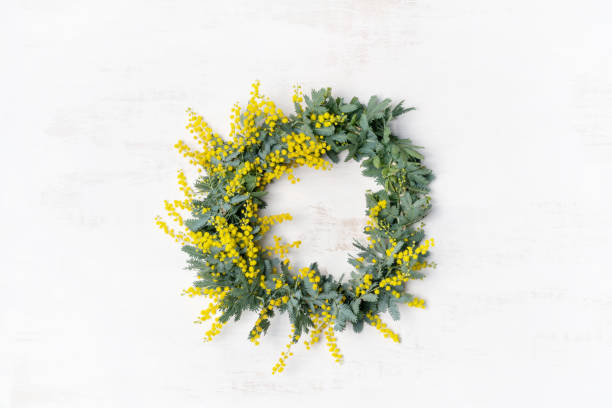 Australian native yellow wattle/acacia flower wreath. Beautiful Australian native yellow wattle/acacia flower wreath, photographed from above, on a white rustic background. Know as Acacia baileyana or Cootamundra wattle. I australian culture stock pictures, royalty-free photos & images