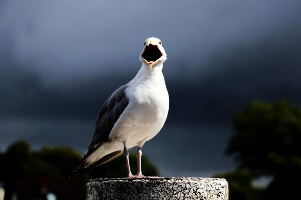 Portrait of Seagull with open beak - blurred background