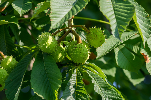 Branches of Aesculus hippocastanum with leaves and ripening spiny fruits called horse chestnuts, detail of conker large tree