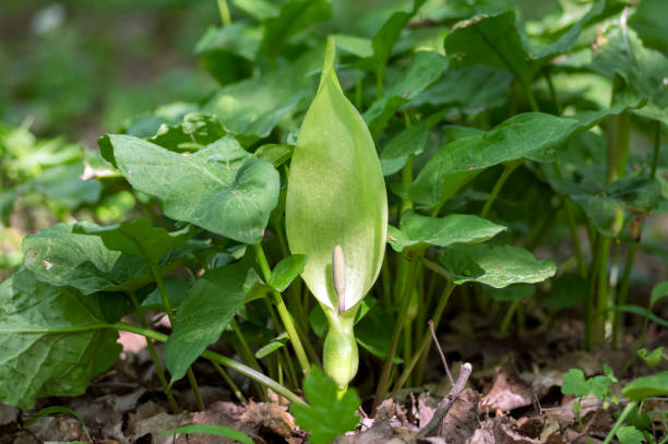 arum maculatum snakehead fiore in fiore, fioritura bianca arum giglio selvatico - spadice foto e immagini stock