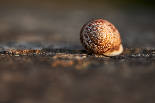 snail is walking in the grass, close-up shot