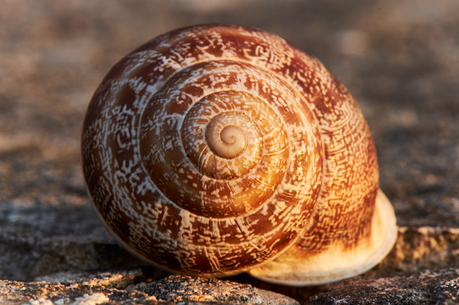 one big gray snail lies on the fingers on the hand on the street