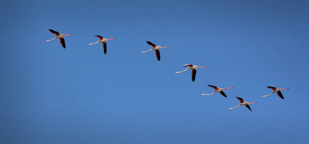 istock flamingos are pink color in nature 1276939618