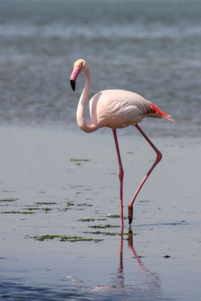 istock flamingos are pink color in nature 1276939673