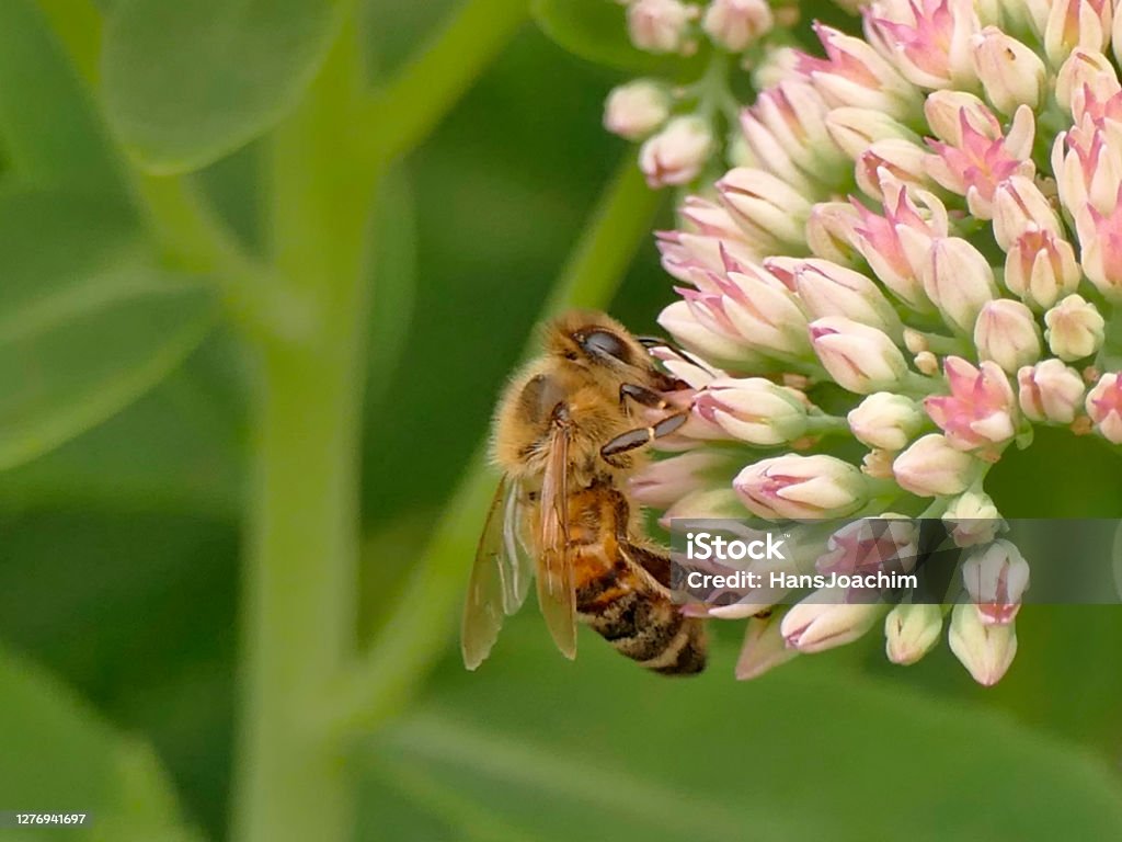 honey bee on livelong flower Animal Stock Photo