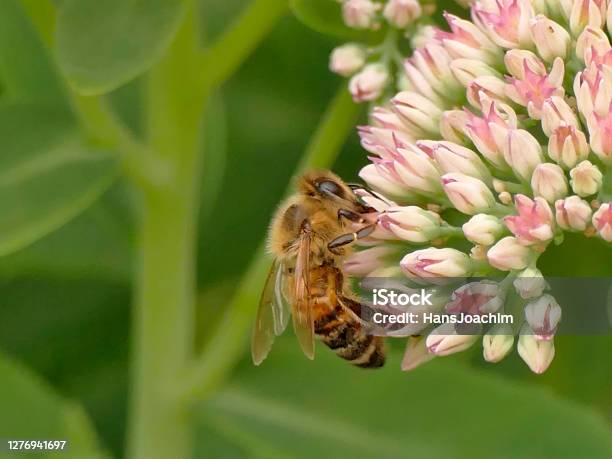 Honey Bee On Livelong Flower Stock Photo - Download Image Now - Animal, Bee, Close-up
