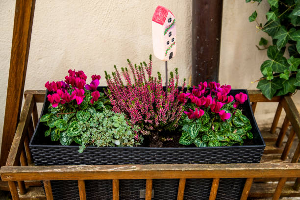 Flowers in a flower box at a house