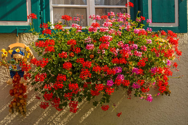 istock Flowers in a flower box at a window 1276941704