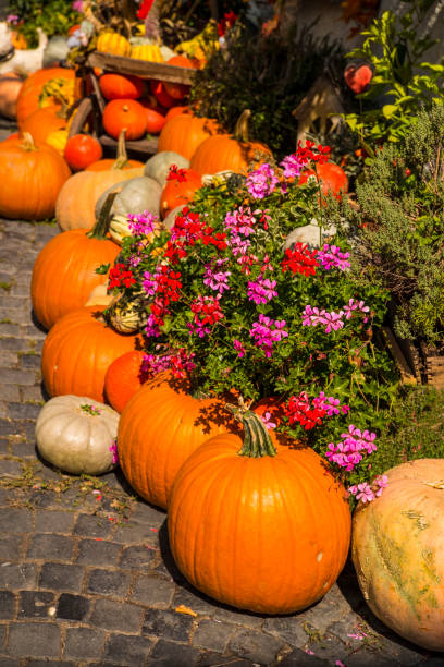 istock squash for decoration in a street in Germany 1276941731