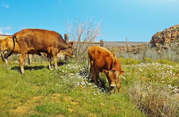 istock Young cattle graze peacefully among daisies in their spring pasture in Namaqualand, South Africa 1276941744