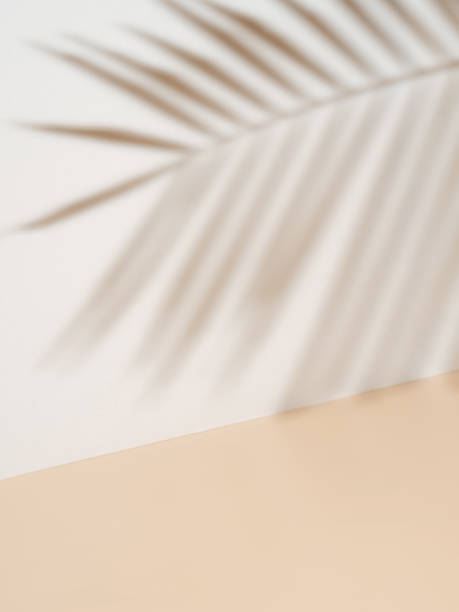 istock Palm leaf shadow on white wall, cream pastel floor 1276942041