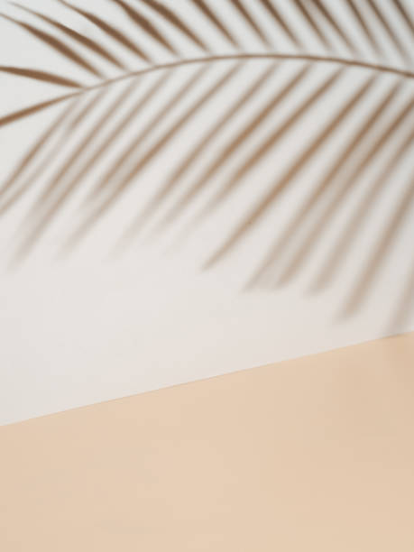 istock Palm leaf shadow on white wall, cream pastel floor 1276942102