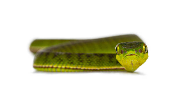istock Brown spotted green baby pit viper on white 1276943794