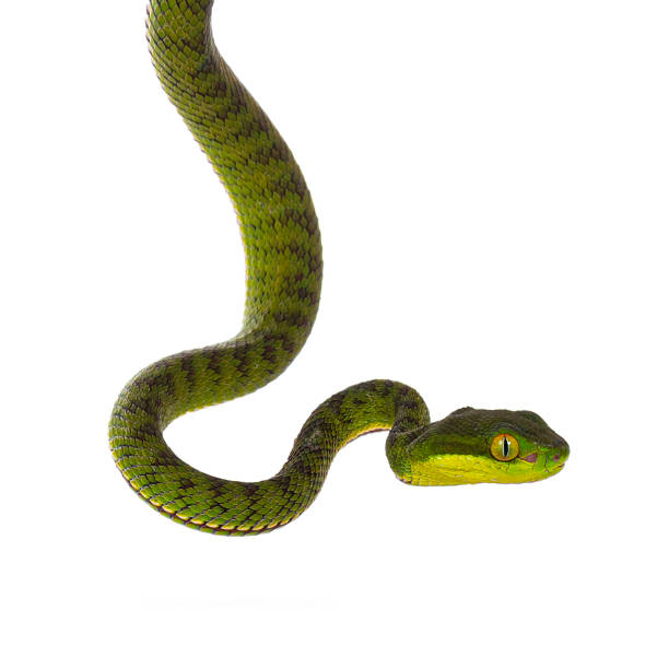 istock Brown spotted green baby pit viper on white 1276943797