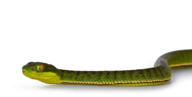 istock Brown spotted green baby pit viper on white 1276943801
