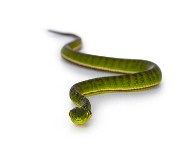 istock Brown spotted green baby pit viper on white 1276943814