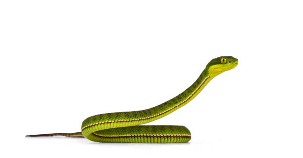 istock Brown spotted green baby pit viper on white 1276943823