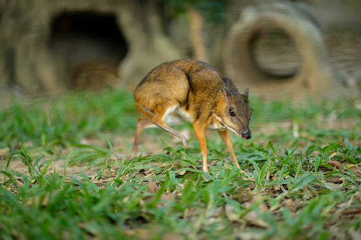 Lesser Mouse-deer looks like a deer, and the animal's hooves, the smallest in the world.