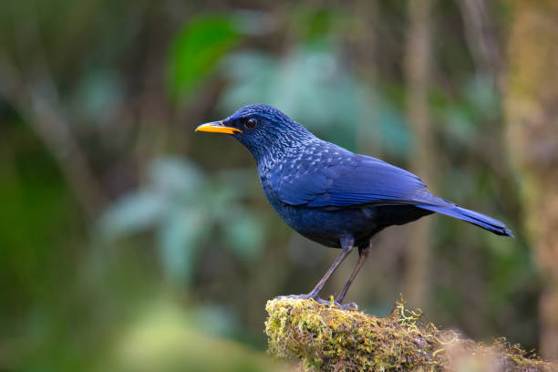 Blue bird resting Blue Whistling Thrush (Myophonus caeruleus), bird standing on moss and lichen covered log in tropical forest, Chiang mai, Thailand. Blue bird resting lorikeet photos stock pictures, royalty-free photos & images