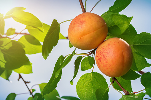 Two ripe apricots on a branch with leaves on a sunny day.