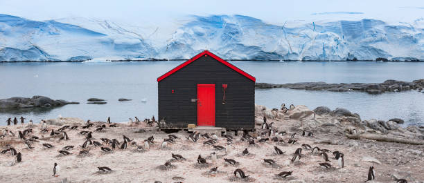 Antarctica cottage at Port Lockroy Palmer Archipelago with colony of Gentoo penguin Antarctica cottage at Port Lockroy Palmer Archipel with colony of Gentoo penguin petermann island photos stock pictures, royalty-free photos & images