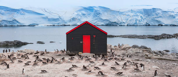 Antarctica cottage at Port Lockroy Palmer Archipelago with colony of Gentoo penguin Antarctica cottage at Port Lockroy Palmer Archipel with colony of Gentoo penguin houses in antarctica stock pictures, royalty-free photos & images