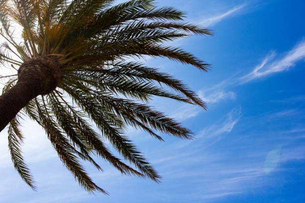 istock summer and vacation - green palm tree over blue sky background 1276946591