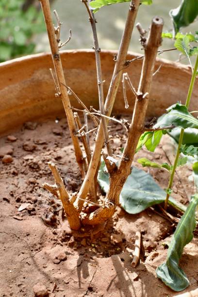 istock Dried stem of a dead plant 1276946913