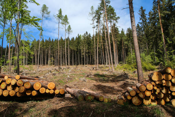 istock The clearing in the forest, where the wood extraction is performed 1276947983