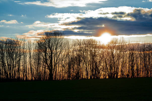 The sun setting with golden light behind the silhouette of trees on a spring day