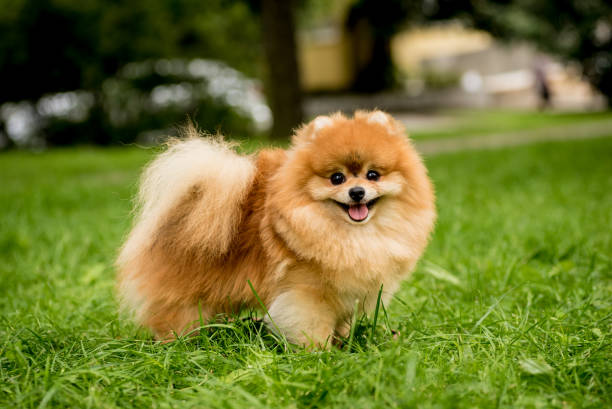 retrato de lindo perro pomerania en el parque. - pets friendship green small fotografías e imágenes de stock