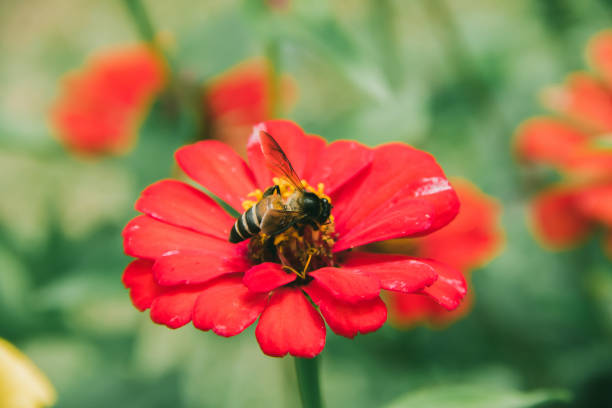 istock he bee on the red Zinnia flower, 1276949378